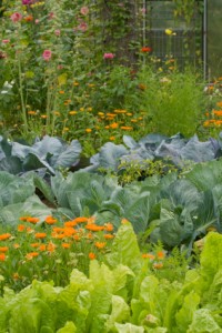 wildgarden